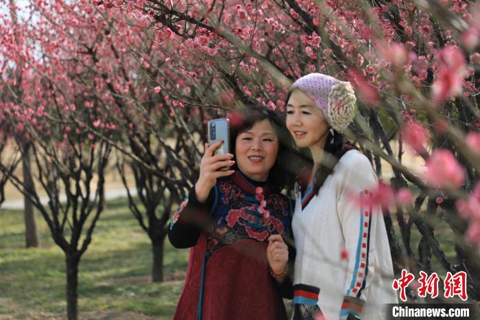 市民在梅花樹下拍照?！∴囆?qiáng) 攝