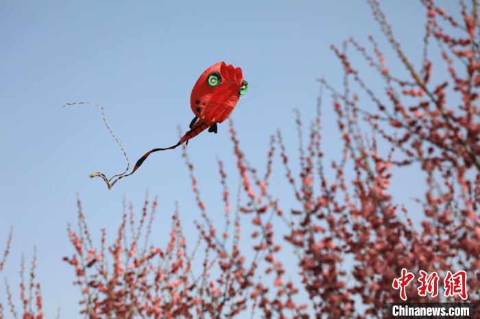 風(fēng)箏在花中飛舞?！∴囆?qiáng) 攝