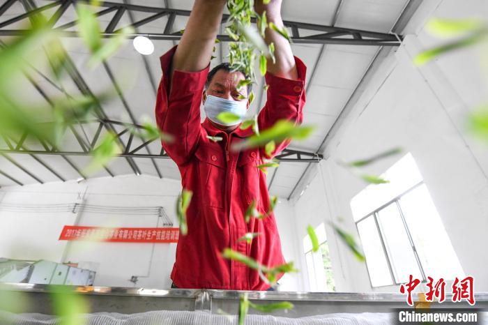 村民將茶葉攤青晾干。　楊華峰 攝