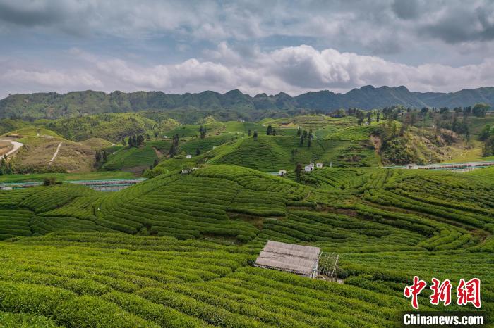 貴定縣云霧茶園?！√普?攝