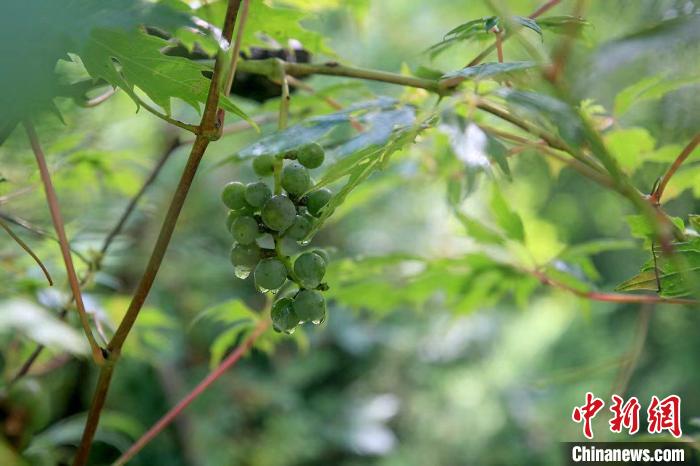 野生動物在北京：如何筑牢生物多樣性“保護網(wǎng)”？