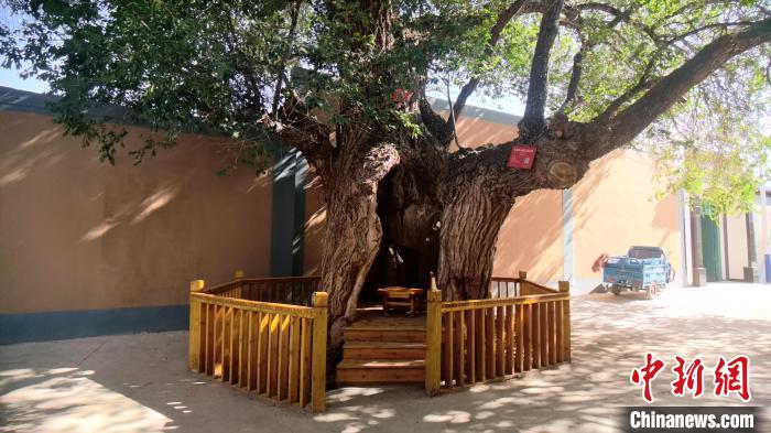 圖為阿河灘地質(zhì)文化村樹齡高達(dá)800年的空心古榆樹?！埡ｖ?攝