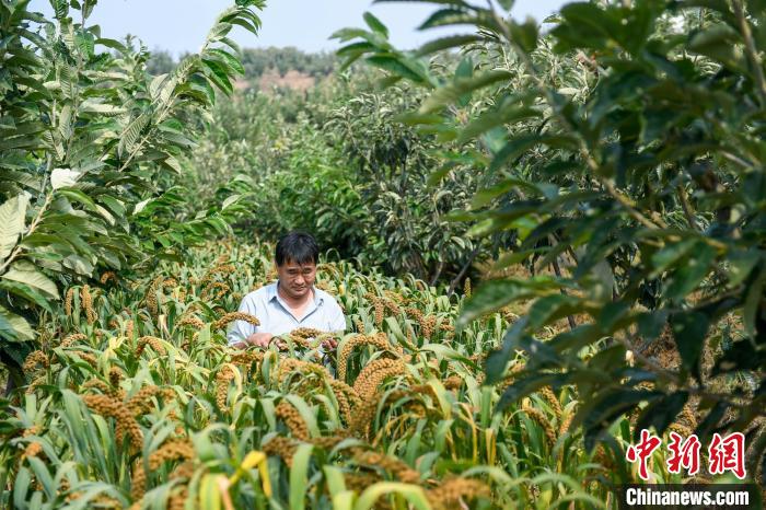 農(nóng)業(yè)專家劉正理正在查看谷子生長情況?！≮w亮 攝