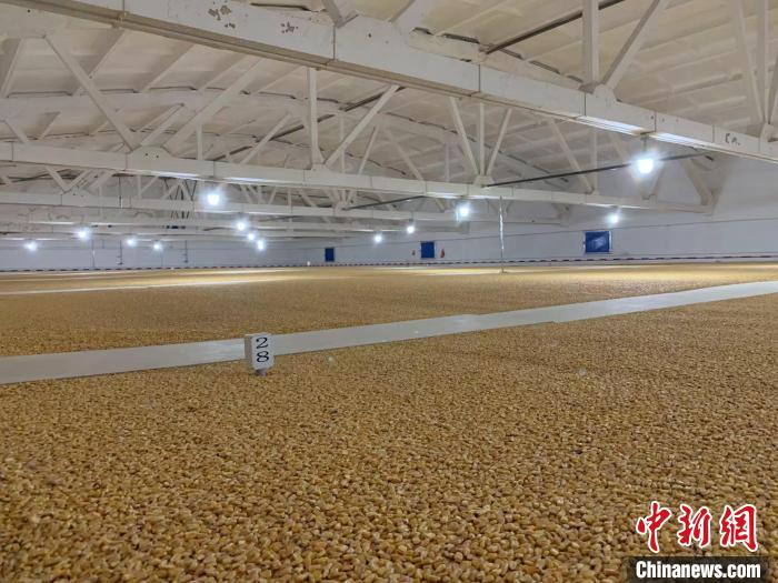 倉(cāng)內(nèi)清涼干爽、遍地金黃，上千平方米的糧食盡收眼底?！⊥趸萘?攝