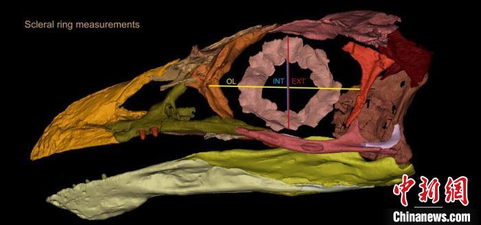 熱河鳥STM3-8化石標(biāo)本的鞏膜環(huán)復(fù)原及測(cè)量示意圖?！『?供圖