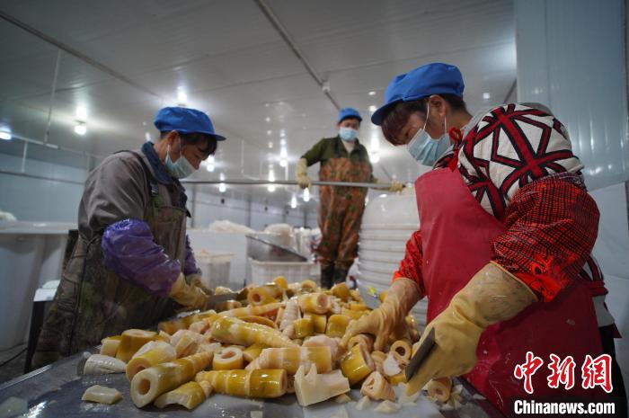 圖為多名工人正在將酸筍切成小塊?！№f國政 攝