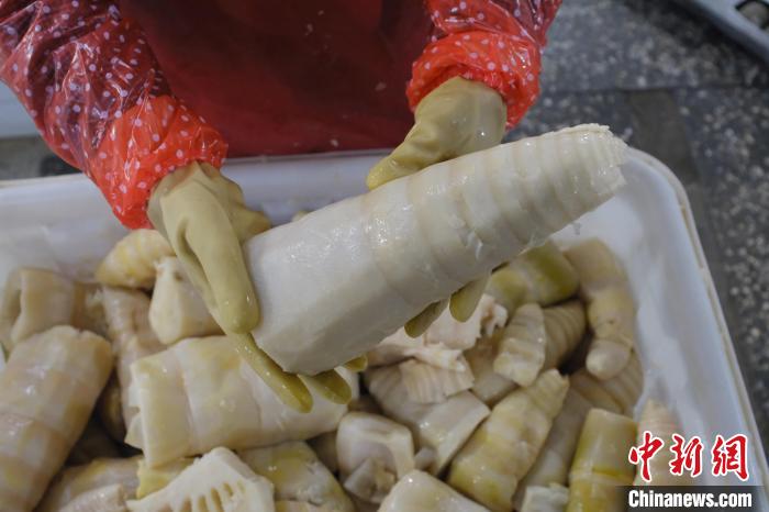 圖為整根腌制后撈出的酸筍。　劉俊聰 攝