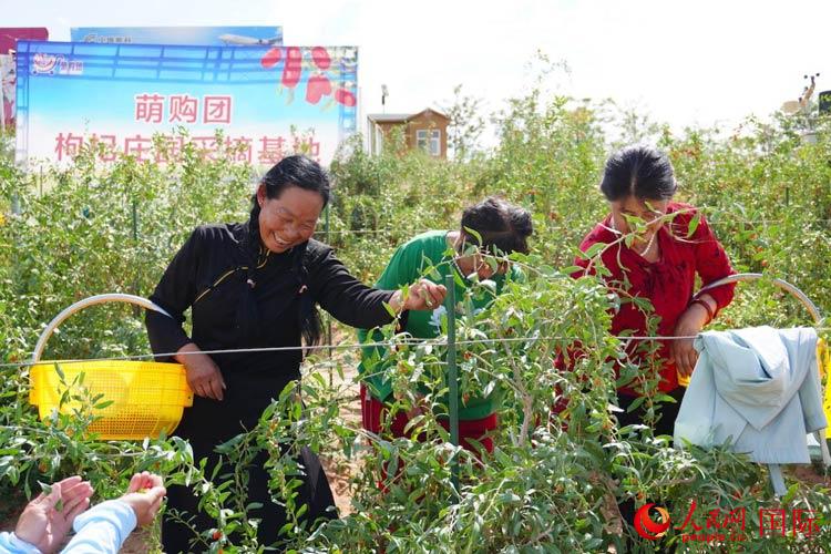 中寧縣來(lái)自西海固的移民大姐們一邊采摘新鮮枸杞一邊歌唱，笑由心生。人民網(wǎng)記者 何蒨攝