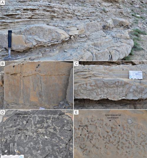 寒武系生物礁沉積模式示意圖?！∧瞎潘?供圖