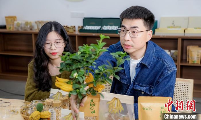 北山口村的佛手電商直播。　主辦方供圖