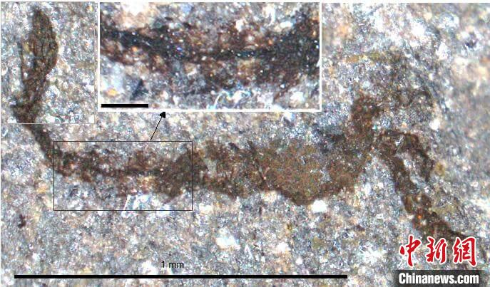 一個類似于寒武紀大附肢綱節(jié)肢動物Yohoia的新物種(圖片來自Joe Botting)?！∈┢樟指瘛ぷ匀?供圖