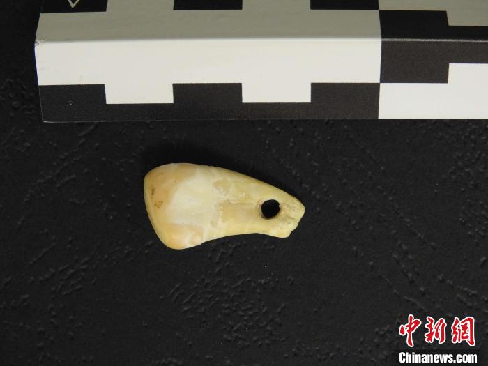 在南西伯利亞丹尼索瓦洞發(fā)現(xiàn)的打孔鹿牙墜飾(圖片來自馬克斯·普朗克演化人類學(xué)研究所)?！∈┢樟指瘛ぷ匀?供圖