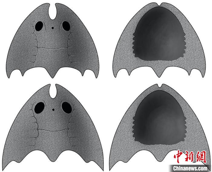 九江江夏魚(上)和后棘江夏魚(下)(史愛娟/繪)?！≈锌圃汗偶棺邓?供圖