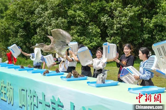 珍稀野生鳥類放生現(xiàn)場(chǎng) 吳拯 攝