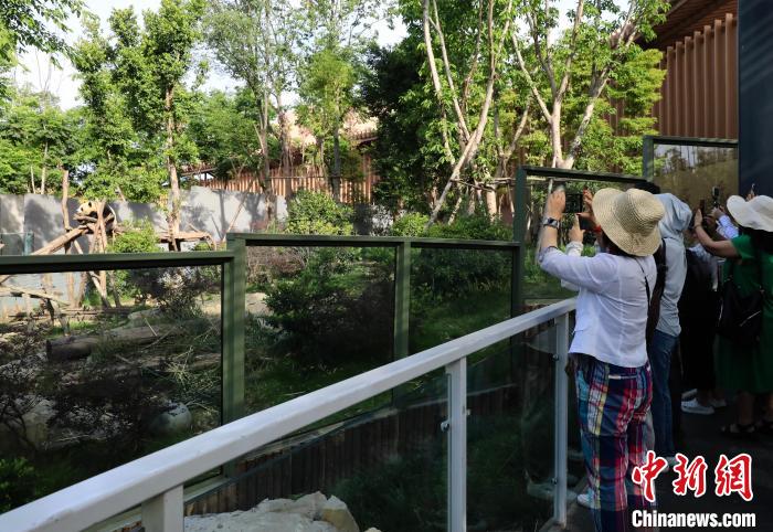 海外華文媒體近距離參觀大熊貓，探尋大熊貓的“大運情緣”。　王磊 攝