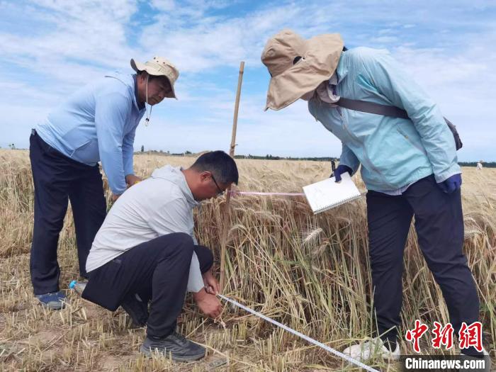 去年新疆冬小麥高產(chǎn)紀錄是863.8公斤?！⊙Μ| 攝