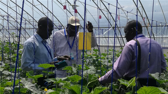 孫釗向當(dāng)?shù)剞r(nóng)戶講解粘蟲板工作原理。受訪者供圖