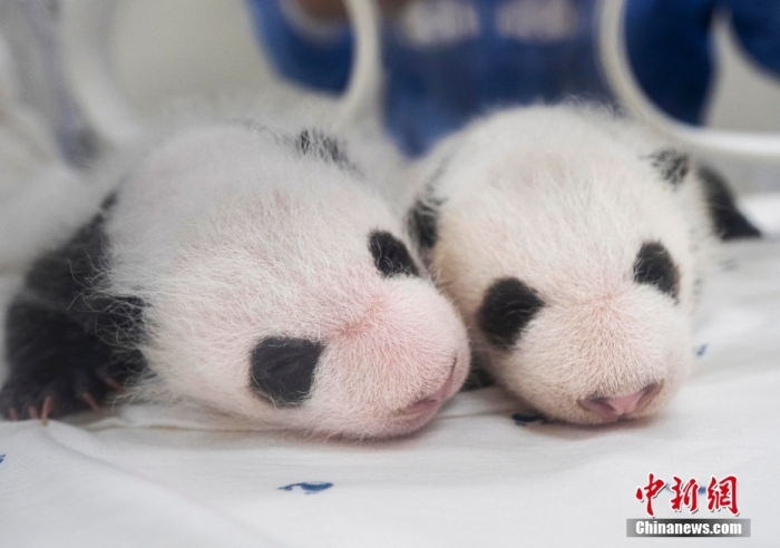 當(dāng)?shù)貢r間8月7日，韓國三星愛寶樂園公布雌性雙胞胎大熊貓幼崽(左為姐姐，右為妹妹)于6日拍攝的滿月照。愛寶樂園 供圖