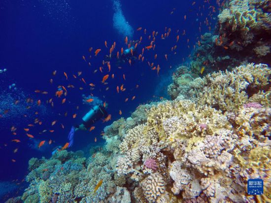  10月2日，人們?cè)诎＜拔髂伟雿u達(dá)哈布藍(lán)洞內(nèi)的珊瑚旁深潛。新華社記者 隋先凱 攝