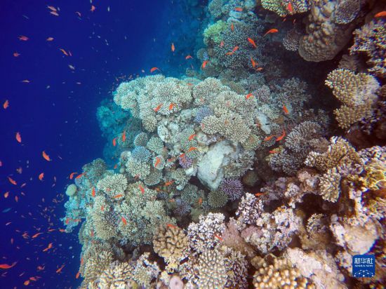  這是10月2日在埃及西奈半島達(dá)哈布藍(lán)洞內(nèi)拍攝的珊瑚和魚(yú)類(lèi)。新華社記者 隋先凱 攝