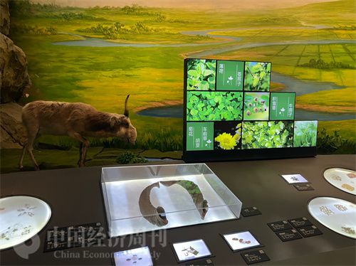   （中醫(yī)藥博物館展出的各類中藥材令人應接不暇。中國經濟周刊記者 郭志強 攝）