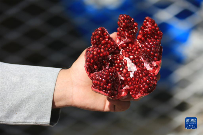 11月10日，在阿富汗首都喀布爾，商販展示產(chǎn)自阿富汗南部坎大哈省的石榴。新華社發(fā)（塞夫拉赫曼·薩菲攝）