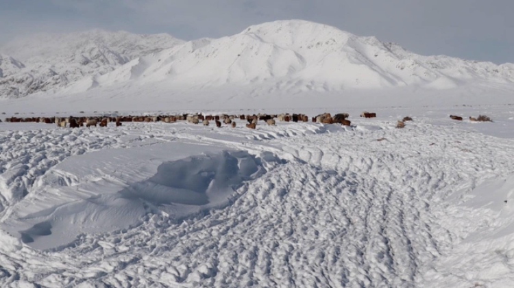 蒙古國近日發(fā)生雪災(zāi)。圖片來源：蒙政府網(wǎng)站