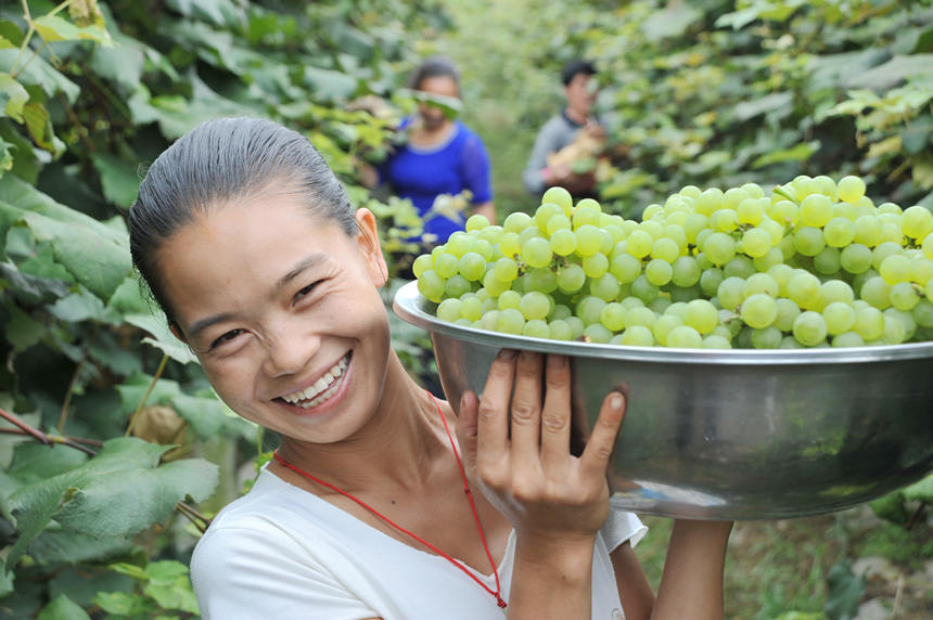 “關(guān)口葡萄谷”正成為花坪鎮(zhèn)域經(jīng)濟(jì)發(fā)展的重要增長(zhǎng)點(diǎn)。