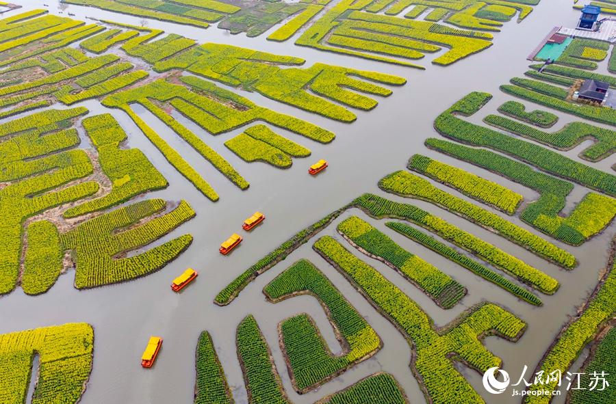 萬畝“垛田”陸續(xù)披上金裝。周社根攝