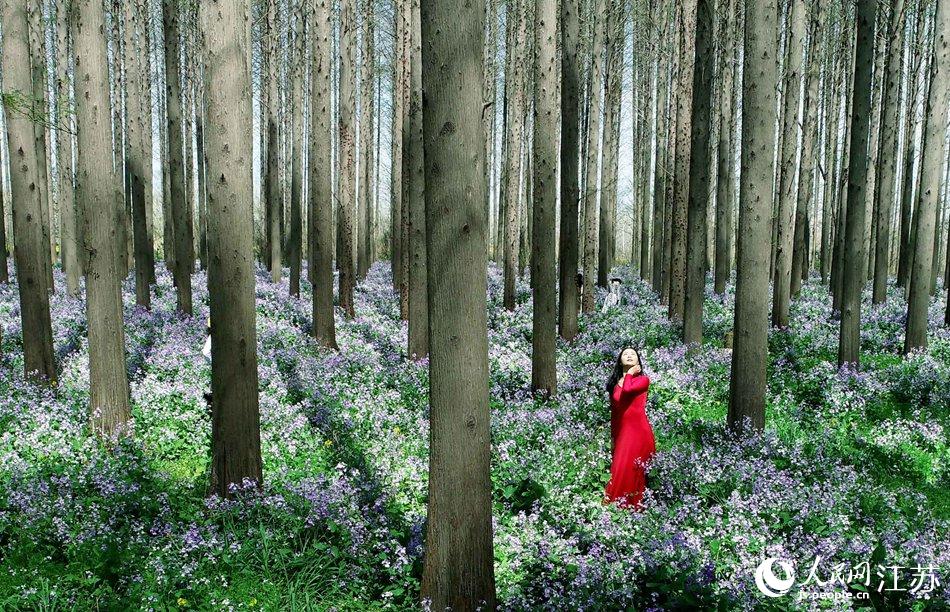 大地好像鋪上了夢幻般的地毯，分外迷人。陳義寶攝