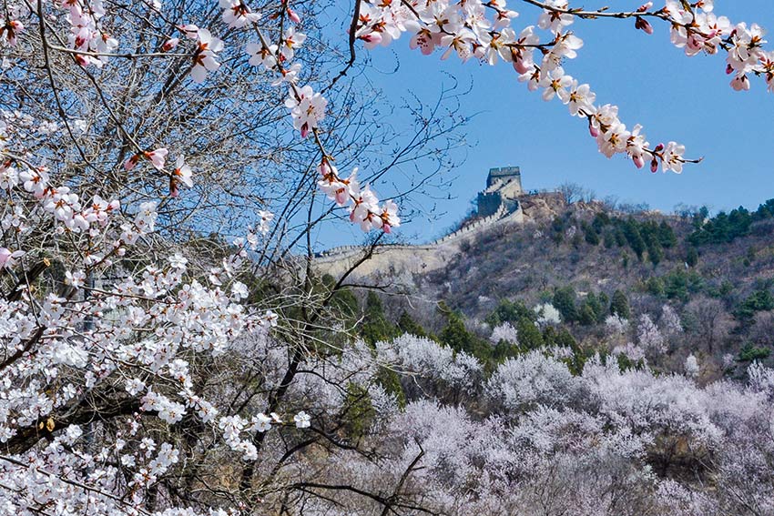 眼下，八達(dá)嶺長城內(nèi)外春花爭艷。陸軍攝