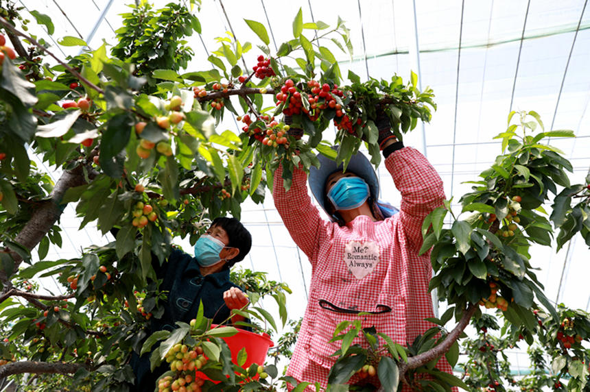 河北省邢臺市任澤區(qū)東古城村果農(nóng)在大棚里采摘櫻桃。 宋杰攝