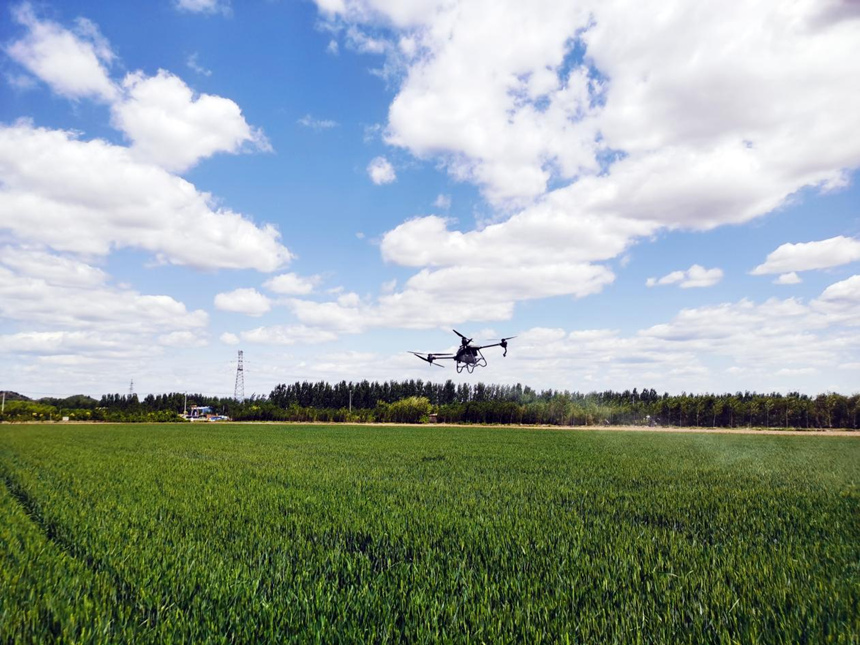 河北省遷安市扣莊鎮(zhèn)海沃之豐合作社利用植保無人機進(jìn)行“一噴三防”作業(yè)。 張友青攝