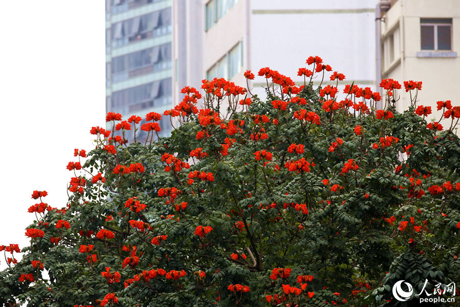 廈門(mén)市金榜公園旁的火焰木滿(mǎn)樹(shù)繁花。人民網(wǎng) 陳博攝