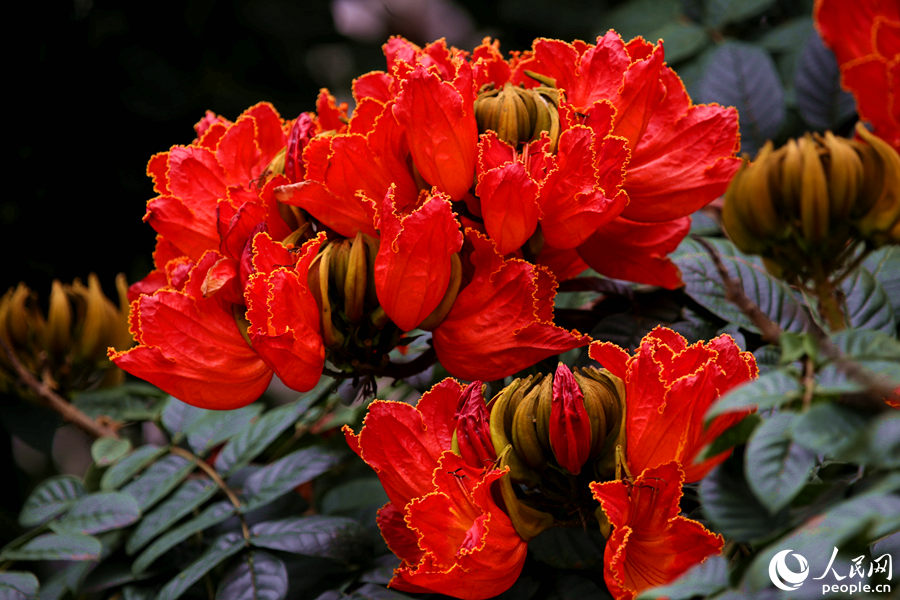 一朵朵紅花在枝葉頂端綻放。人民網(wǎng) 陳博攝