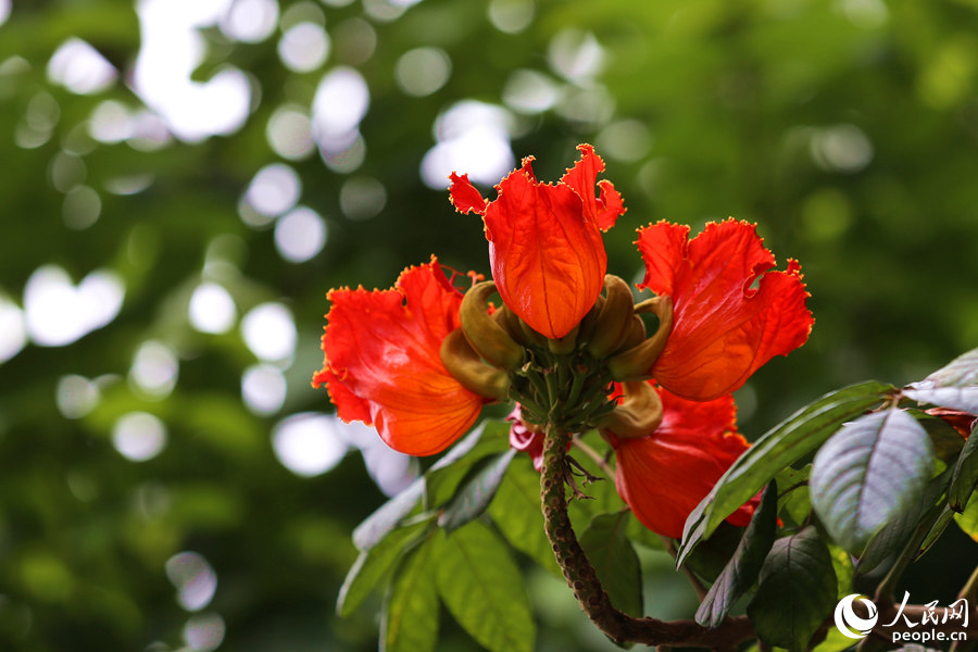 火焰木花冠呈鐘形。人民網(wǎng) 陳博攝