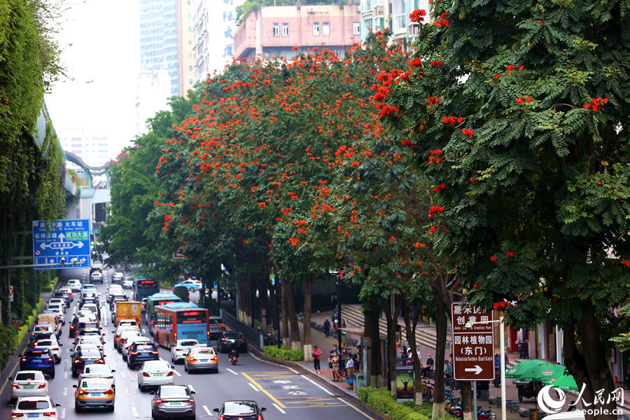 廈禾路兩側(cè)的行道樹(shù)頂猶如披上一層紅紗。人民網(wǎng) 陳博攝