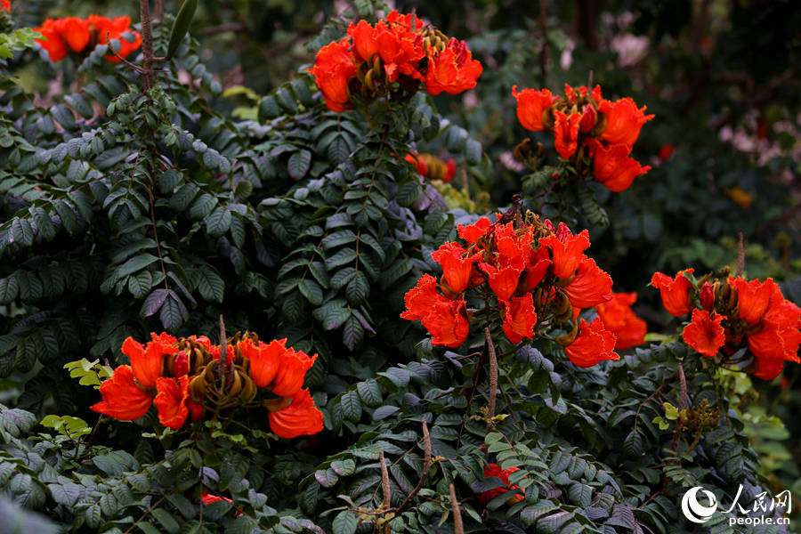 火焰木花朵聚成緊密的傘房式總狀花序。人民網(wǎng) 陳博攝
