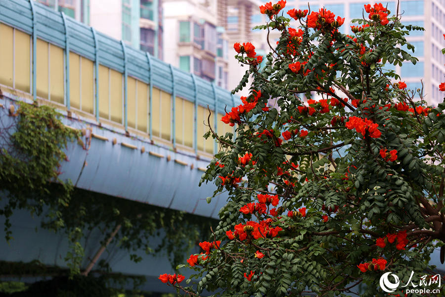 火焰木樹(shù)高10米以上，高度與BRT高架橋相當(dāng)。人民網(wǎng) 陳博攝