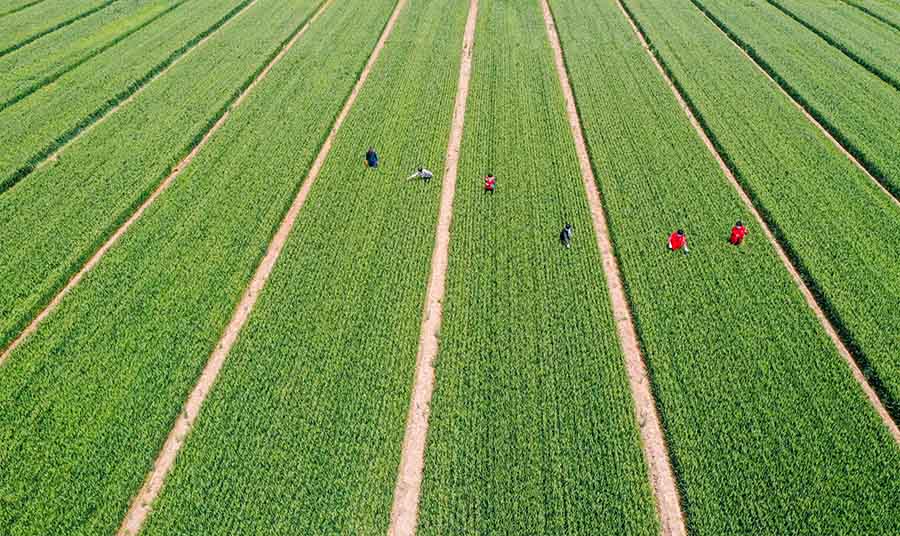 山東省鄒平市蔡家村高標(biāo)準(zhǔn)農(nóng)田，農(nóng)民在進(jìn)行去雜作業(yè)。