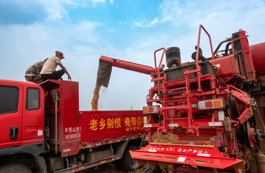魯山縣組織多種形式的志愿隊(duì)伍，幫助困難群眾解決夏收夏種難題。葉全花攝