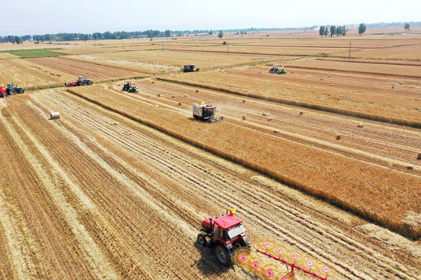 收割現(xiàn)場。吳波攝