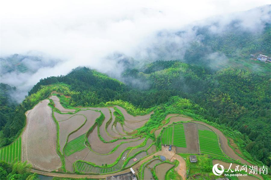 云中梯田美如畫。人民網(wǎng) 李芳森攝