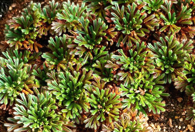 彩虹卷柏的葉片呈彩虹色。袁浪興供圖