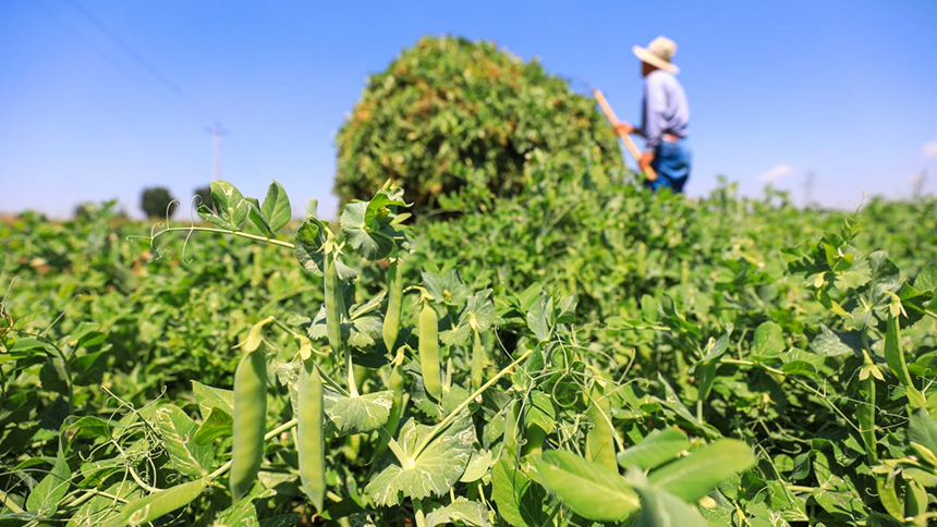 河北省唐山市灤南縣宋道口鎮(zhèn)崔董各莊村農(nóng)民在田間收獲豌豆。張永新攝
