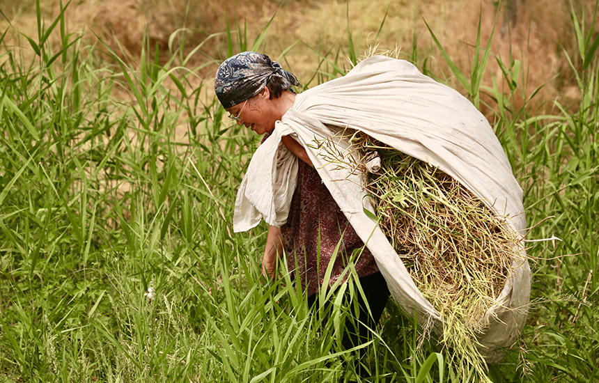村民在收割油菜花，臉上綻放著豐收的喜悅。陳英華攝