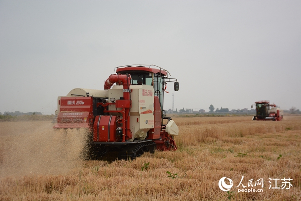 5月下旬，勝利圩高標(biāo)準(zhǔn)農(nóng)田內(nèi)，大型收割機(jī)作業(yè)。韋東寧攝