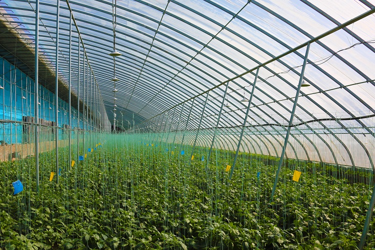 智慧蔬菜富民生。