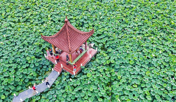 圖為金湖萬畝荷花蕩。陳義寶攝