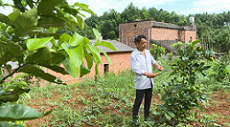泉塘村村民正在修剪柚子樹樹枝。單位供圖